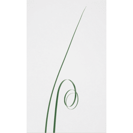 leaf bear green grass - Culpitt